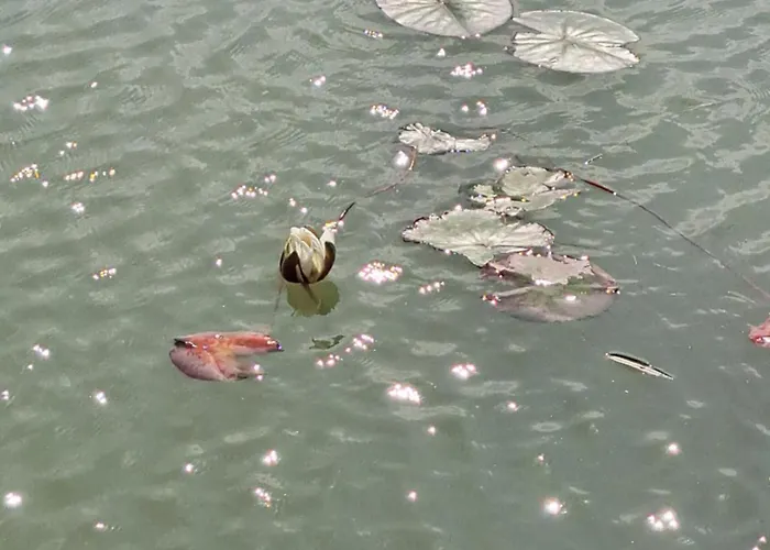 Tatil Evi Pond Oak *